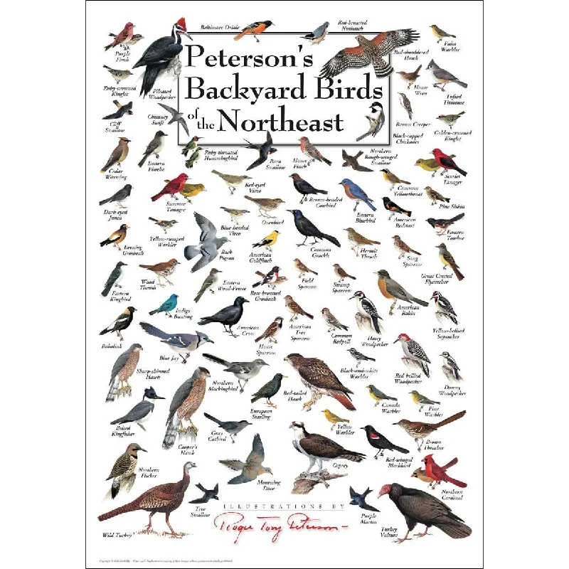 Educational games Puzzle Backyard Birds Of The North East 550 pc 30523